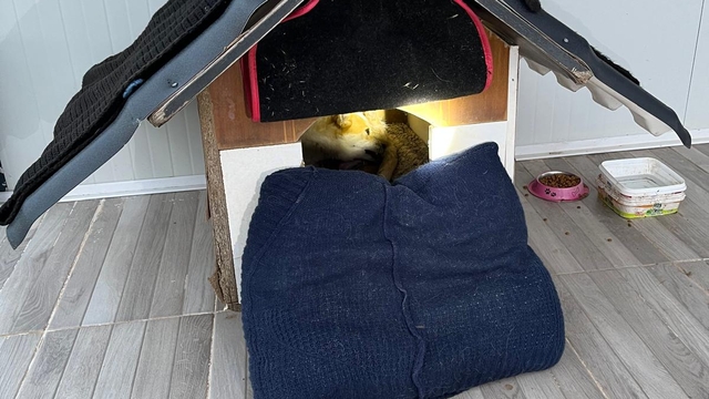 Balıkesir'de sıkıştığı yerde mahsur kalan yavru köpek kurtarıldı