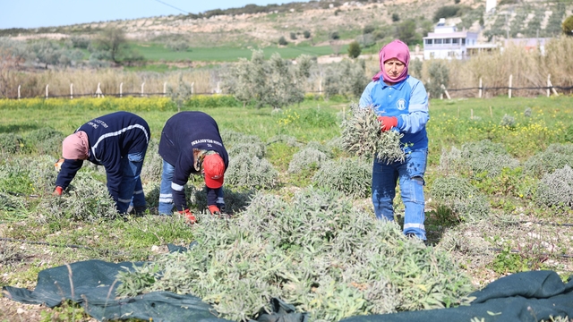 Didim'de ada çayı hasadı yapıldı