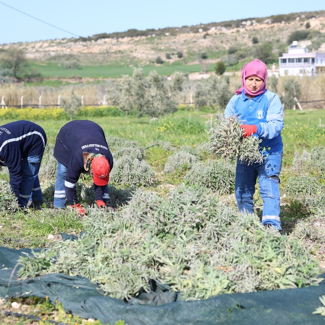Didim'de ada çayı hasadı yapıldı
