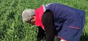 Didim'de hububat ekili araziler temiz çıktı