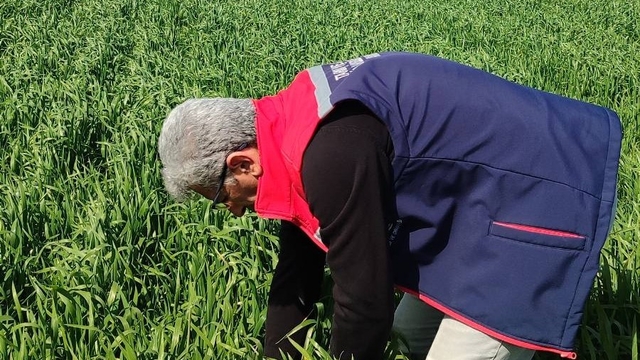 Didim'de hububat ekili araziler temiz çıktı