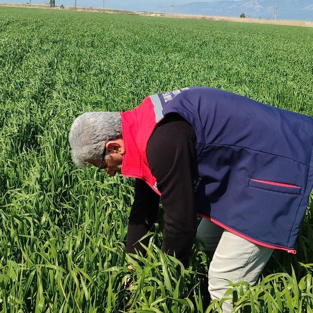 Didim'de hububat ekili araziler temiz çıktı