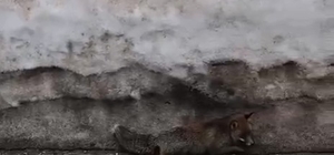 Uludağ'da tilkiye çarpan otomobil sürücüsü yaralı halde bırakıp kaçtı