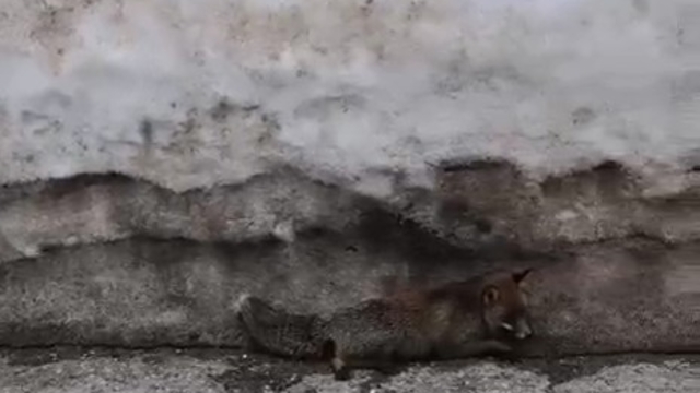 Uludağ'da tilkiye çarpan otomobil sürücüsü yaralı halde bırakıp kaçtı