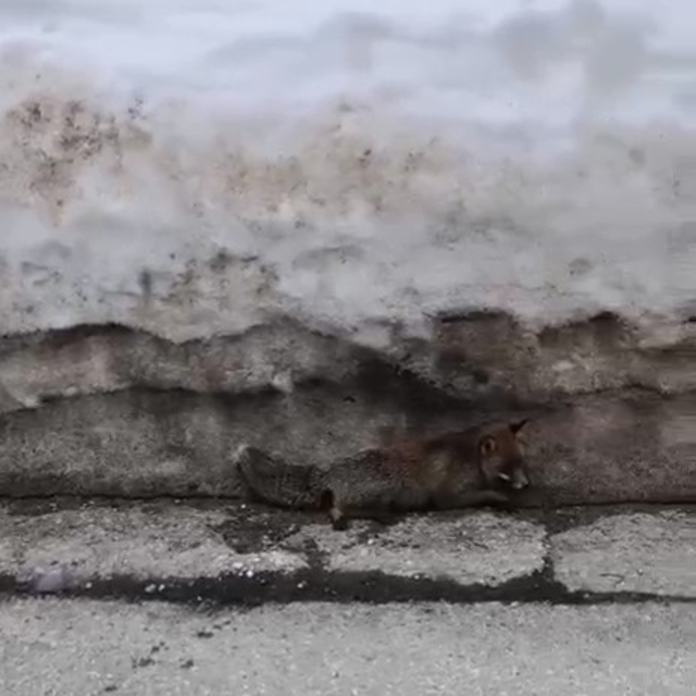 Uludağ'da tilkiye çarpan otomobil sürücüsü yaralı halde bırakıp kaçtı