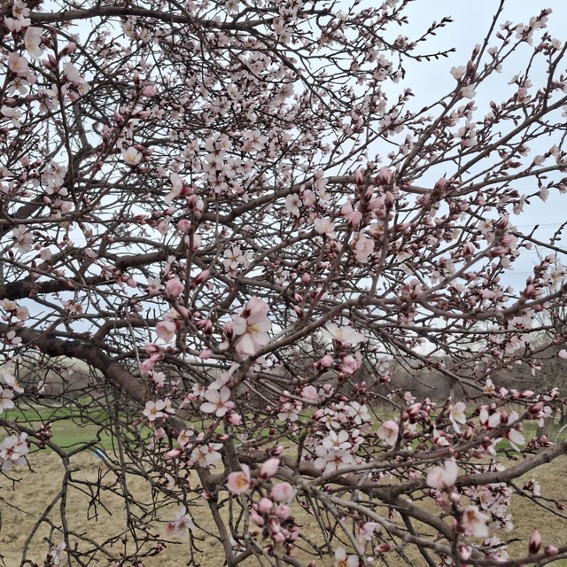 Yalancı bahara aldanan ağaçlar erkenden çiçek açtı