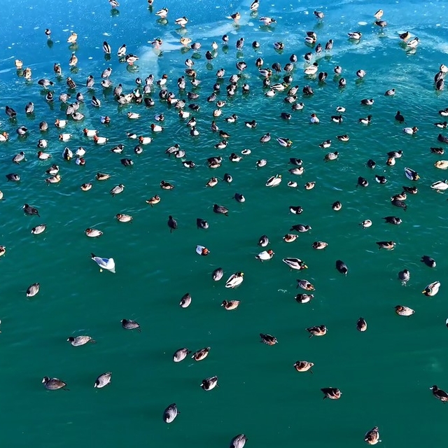 Nazik Gölü'nde ördekler görsel şölen oluşturdu