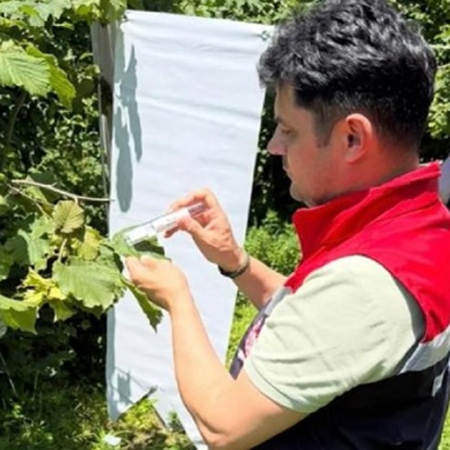 Çarşamba Ovası'nda kokarcayla mücadele
211 noktada 62 bin samuray arısı sal...