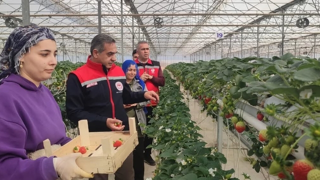 Aydın'da çilek hasadı başladı