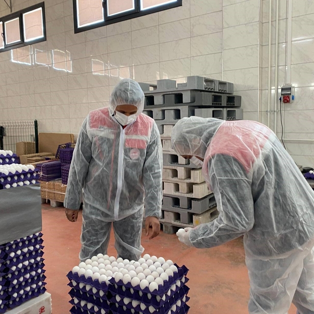 Yumurta paketlemesi yapan işletmelere yönelik denetim