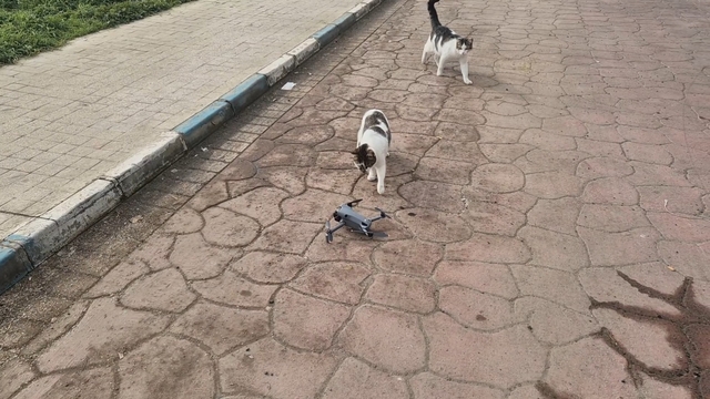 Kediler dronu fare sandı, ortaya renkli görüntüler çıktı