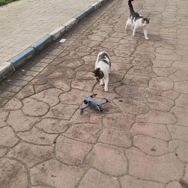 Kediler dronu fare sandı, ortaya renkli görüntüler çıktı
