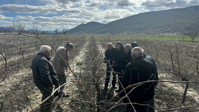 Korkuteli'nde çiftçilere budama eğitimi