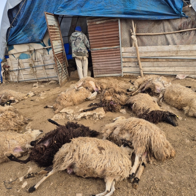 Tunceli'de kurt paniği: 64 koyun telef oldu, 11 koyun yaralı
