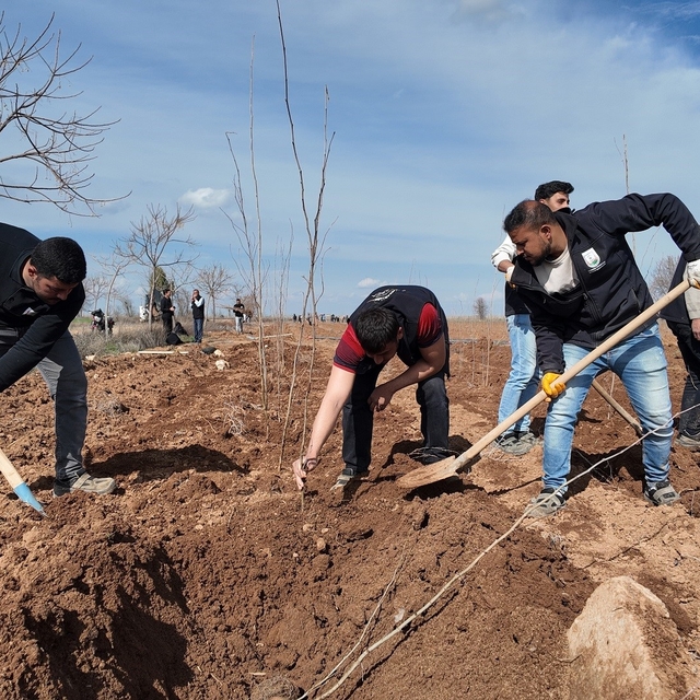 Şanlıurfa Büyükşehir Belediyesi'nden 20 bin çınarlık yeşil hamle