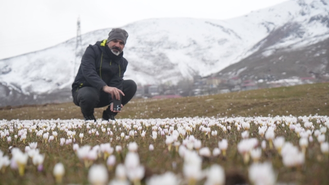 Muş Ovası'nda çiğdemler yeniden yüzünü gösterdi