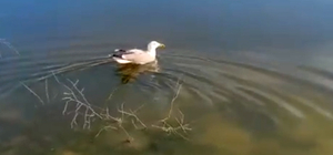 ‘Bulut’ isimli yaralı martı, bakımının ardından doğaya bırakıldı