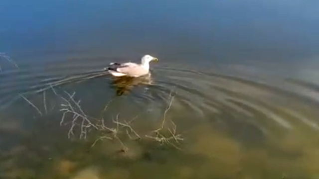 'Bulut' isimli yaralı martı, bakımının ardından doğaya bırakıldı