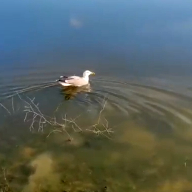 'Bulut' isimli yaralı martı, bakımının ardından doğaya bırakıldı