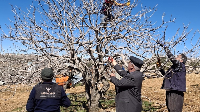 Antep fıstığında bakım ve budama zamanı