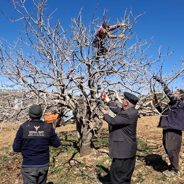 Antep fıstığında bakım ve budama zamanı