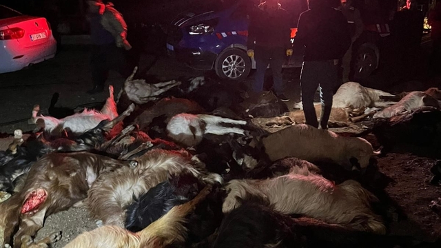 Akaryakıt karıştığı iddia edilen yağmur suyu birikintisinden su içen 43 küçükbaş hayvan telef oldu