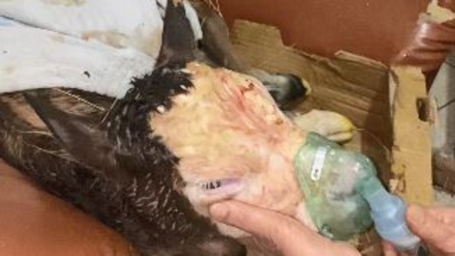 Hasta doğan buzağıları buhar makinesiyle hayatta tutuyor