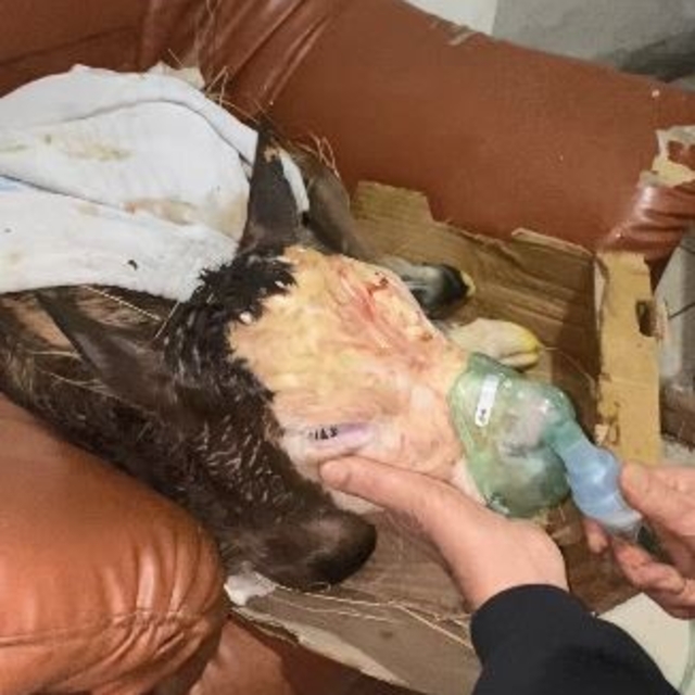 Hasta doğan buzağıları buhar makinesiyle hayatta tutuyor