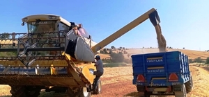 Türkiye’nin yem bitkisi ihtiyacını Samsun karşılıyor