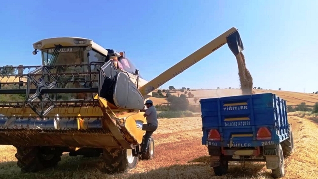 Türkiye'nin yem bitkisi ihtiyacını Samsun karşılıyor