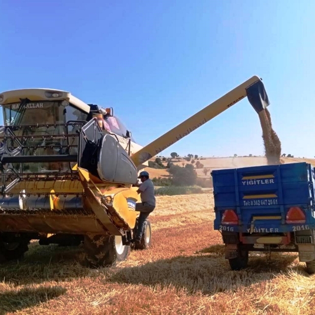 Türkiye'nin yem bitkisi ihtiyacını Samsun karşılıyor