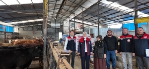 Düzce’de kadın yetiştiriciye etçi ırk düve desteği Kırsalda bereket, hayvancılığa destek