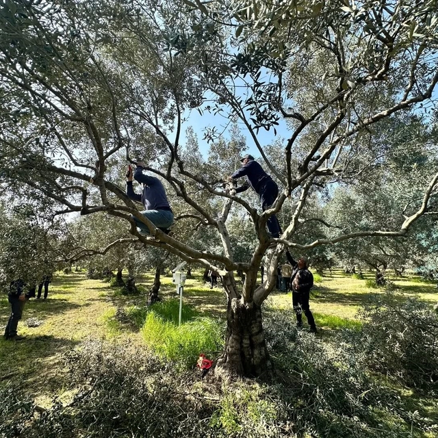 Koçarlılı üreticilere uygulamalı budama eğitimi