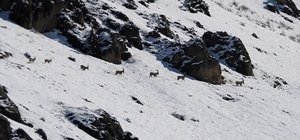 Munzur Dağları'nda yaban keçileri karlı zirvelerde görüntülendi