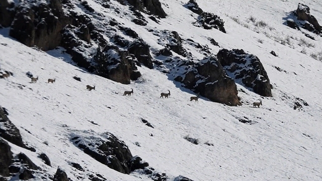 Munzur Dağları'nda yaban keçileri karlı zirvelerde görüntülendi