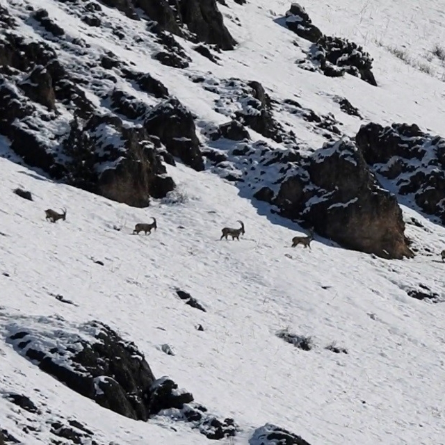 Munzur Dağları'nda yaban keçileri karlı zirvelerde görüntülendi