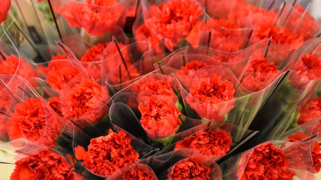 '8 Mart'ta kırmızı karanfil yoğun talep görüyor'