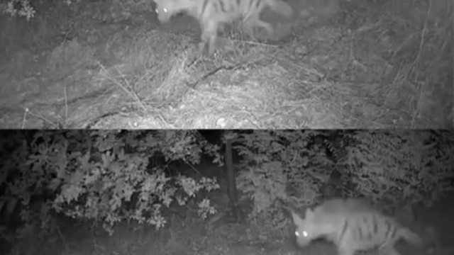 Diyarbakır'da yaban hayvanları foto kapana yakalandı