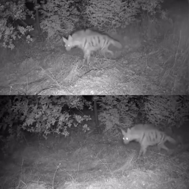 Diyarbakır'da yaban hayvanları foto kapana yakalandı