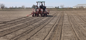 Çukurova’nın bereketli toprakları mısır ve ayçiçeği tohumları ile buluştu