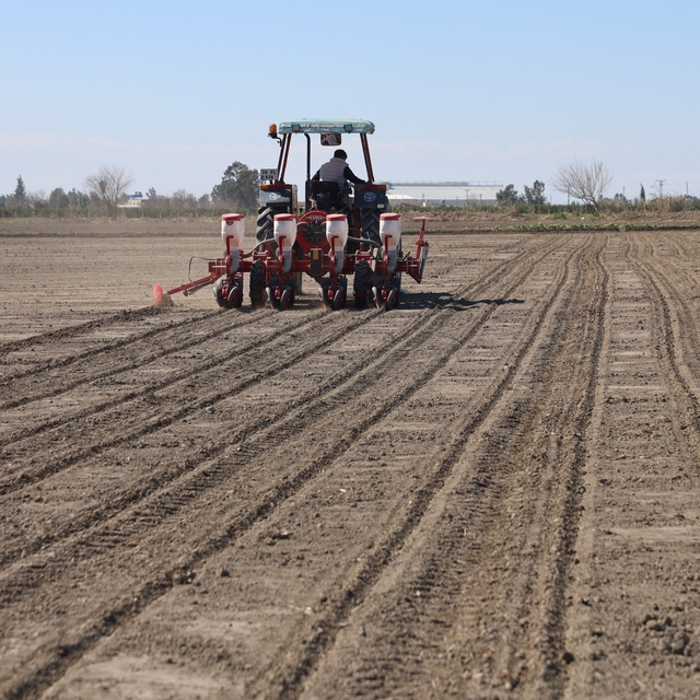 Çukurova'nın bereketli toprakları mısır ve ayçiçeği tohumları ile buluştu