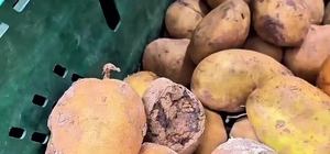 Market raflarında tarihi geçmiş tavuk ve içecek alarmı