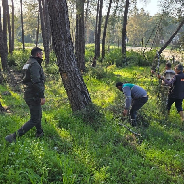 Kesilen basralı dallar arıcılar için ormana bırakıldı