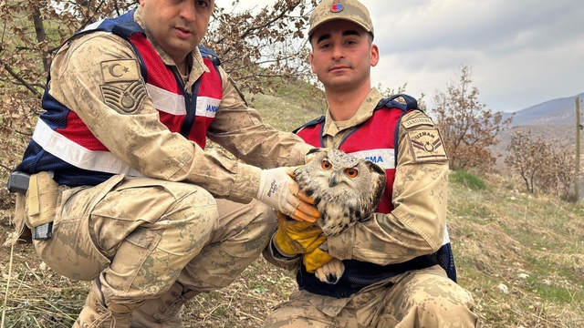 Siirt'te nesli tehlike altındaki kulaklı baykuş koruma altına alındı