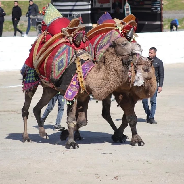 Başkan Kaya: "Bu yıl sezonun ilk güreşlerini yapmak bizlere nasip oldu"
