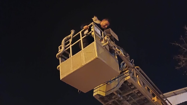 Siirt'te ağaçta mahsur kalan kedi itfaiye ekiplerince kurtarıldı