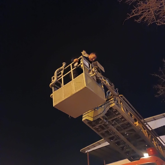 Siirt'te ağaçta mahsur kalan kedi itfaiye ekiplerince kurtarıldı