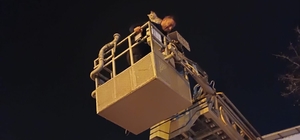 Siirt'te ağaçta mahsur kalan kedi itfaiye ekiplerince kurtarıldı