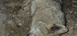 Otomobilin çarptığı kurt telef oldu