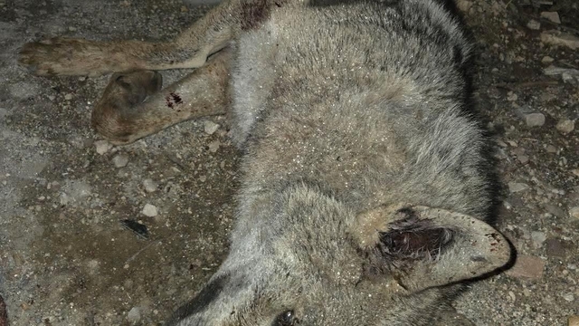 Otomobilin çarptığı kurt telef oldu